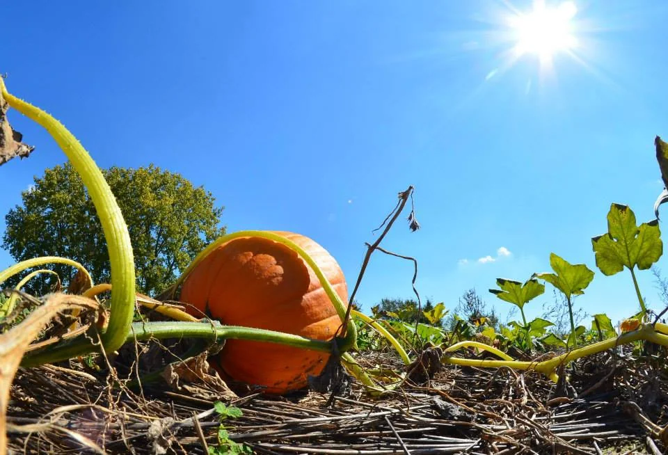 Additional Play Activities